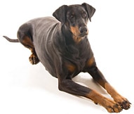 how to bring a pet dog to canada from usa