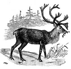 how to draw a caribou head