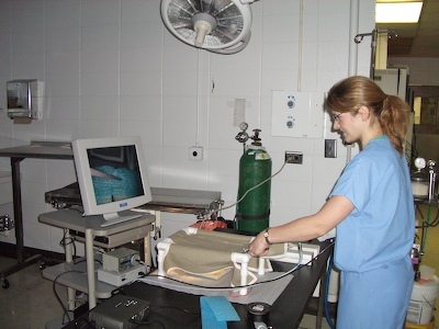 how to become a vet at college level