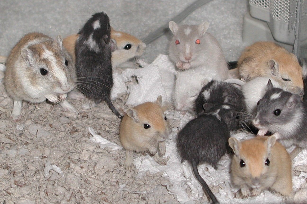 how to cancel pet plus