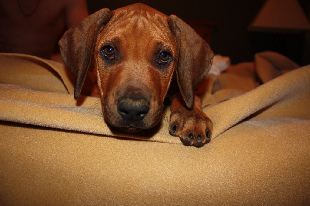 how to bring a pet dog to canada from usa