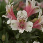 how to cut back lilies in toronto