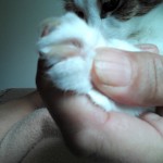 how to cut cat claws