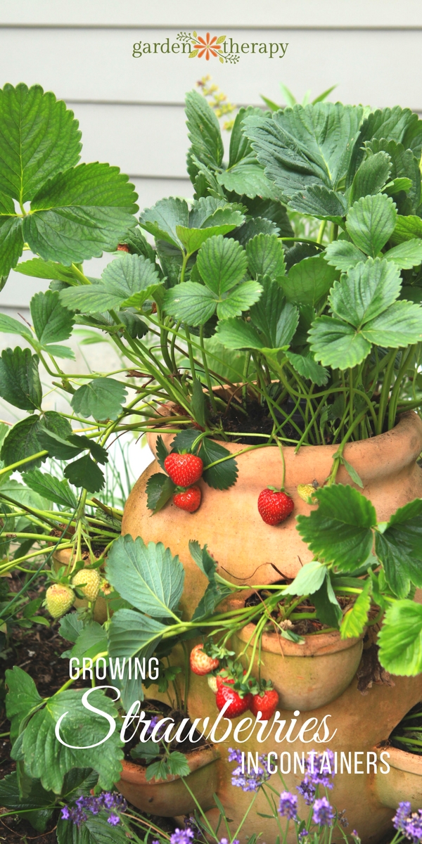 how to clean strawberries naturally