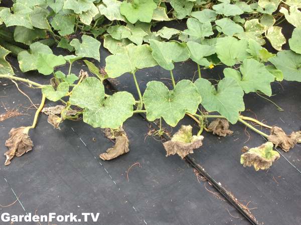 how to break down weed