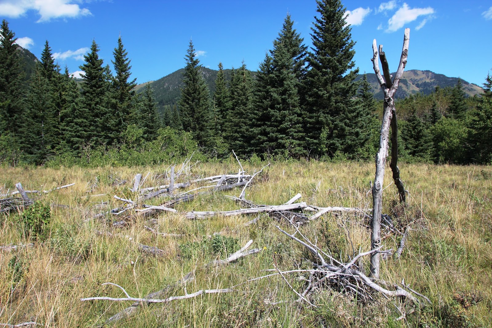 how to build a credit history in calgary